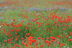 Rhoesas: Field with Red Poppies (Papaver rhoeas), Hesse