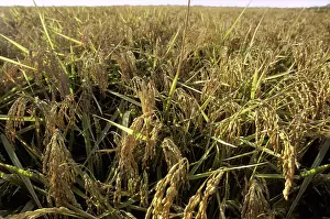 Oryza: Field of rice
