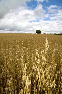 Cotswolds: Field of ripe oats in the Cotswolds of West-Central