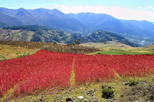Amaranthaceae: Field with ripe quinoa (Chenopodium quinoa), Andahuaylas