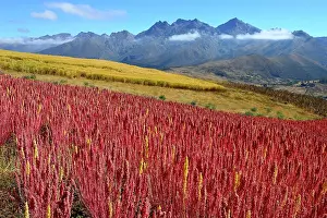 Amaranthaceae: Field with ripe quinoa (Chenopodium quinoa), Andahuaylas