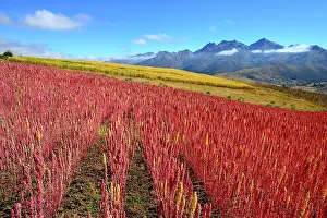 Amaranthaceae: Field with ripe quinoa (Chenopodium quinoa), Andahuaylas