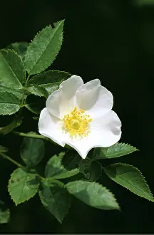Roses: FIELD ROSE
