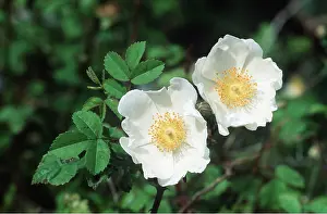 Roses: FIELD ROSE - x two blooms