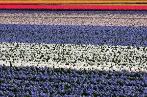 Lined: Field with rows of colourful cultivated hyacints