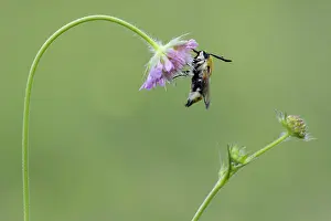 Scabious: Field Scabious