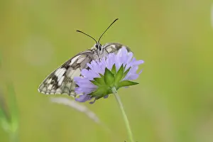 Scabious: Field Scabious