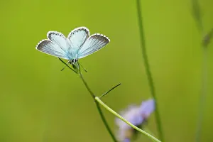 Scabious: Field Scabious