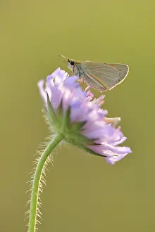 Skipper: Field Scabious