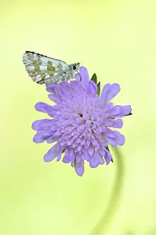 Skipper: Field Scabious