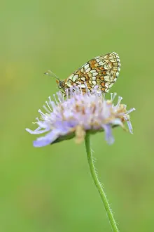 Fritillary: Field Scabious