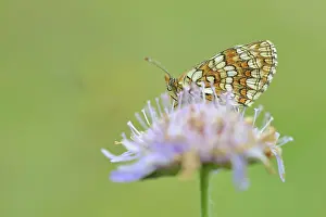 Fritillary: Field Scabious
