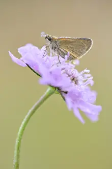 Skipper: Field Scabious