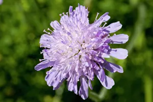 Knautia: Field scabious - close up of flower growing in a meadow