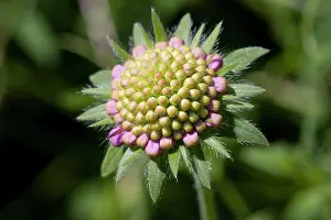 Knautia: Field Scabious - close up of flower growing in a meadow