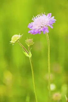 Downland: Field Scabious - in flower on downland