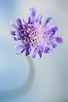 Scabious: Field scabious, Knautia arvensis, Close front view
