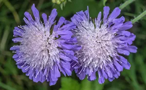 Chalk: Field scabious, Knautia arvensis, flowers in chalk