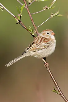 Pusilla: Field Sparrow