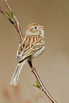 Pusilla: Field Sparrow