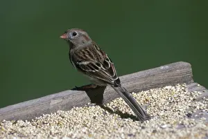 Pusilla: Field Sparrow