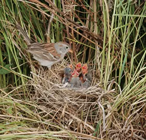Pusilla: Field Sparrow at nest