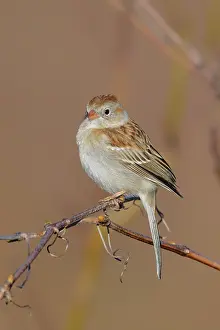 Pusilla: Field Sparrow Spizella pusilla Bird perched on small s