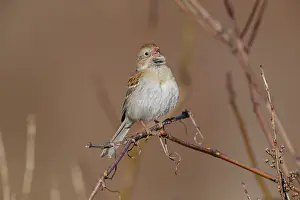 Pusilla: Field Sparrow Spizella pusilla Bird perched on small s