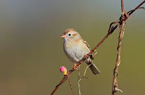 Pusilla: Field Sparrow. On spring time breeding territory