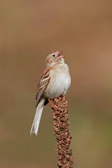 Pusilla: Field Sparrow. On spring time breeding territory