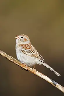 Pusilla: Field Sparrow - in winter plumage