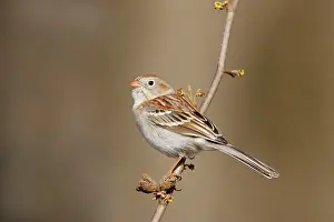 Pusilla: Field Sparrow - in winter plumage