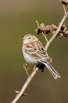 Pusilla: Field Sparrow - in winter plumage