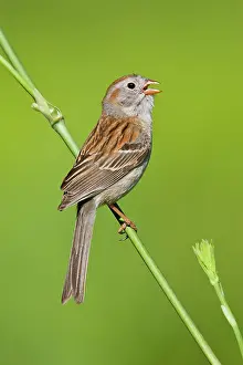Pusilla: Field Sparrow - in winter plumage