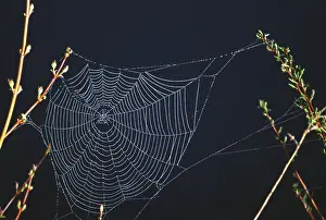 Webs: Field Spider Web