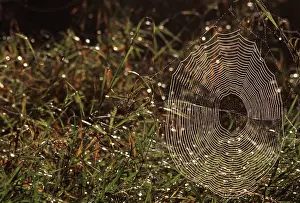 Webs: Field Spider Web