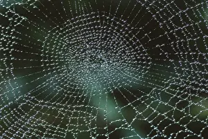 Webs: Field Spider Web