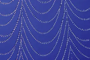 Webs: Field Spider Web