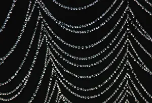Webs: Field Spider Web