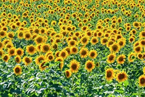 Oblast: Field of sun flowers, Orenburg Oblast, Russia, Europe