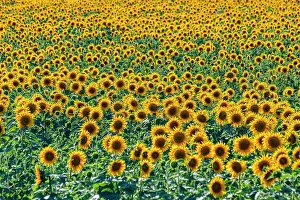 Oblast: Field of sun flowers, Orenburg Oblast, Russia, Europe