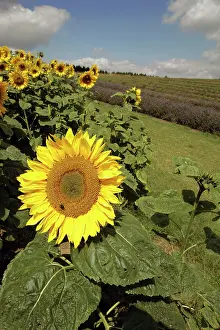 Snowshill: Field of Sunflowers