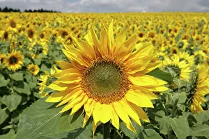 Snowshill: Field of Sunflowers