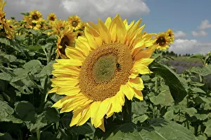 Snowshill: Field of Sunflowers