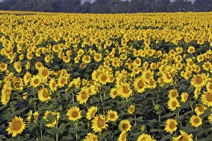 Phototropism: Field of sunflowers