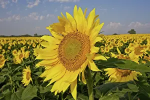 Phototropism: Field of sunflowers