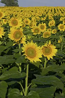 Phototropism: Field of sunflowers