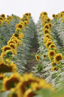 Kansas: Field of Sunflowers