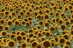 Kansas: Field of Sunflowers