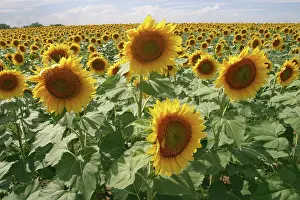 Kansas: Field of Sunflowers